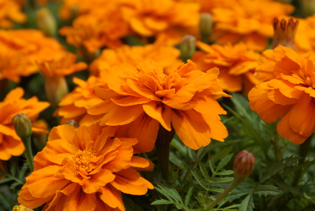 マリーゴールド